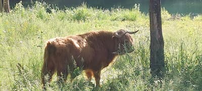 02 environnement ecopaturage vacheprofil verrieres aube